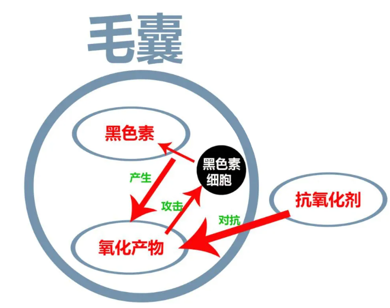 艾詩(shī)特蝦青素
