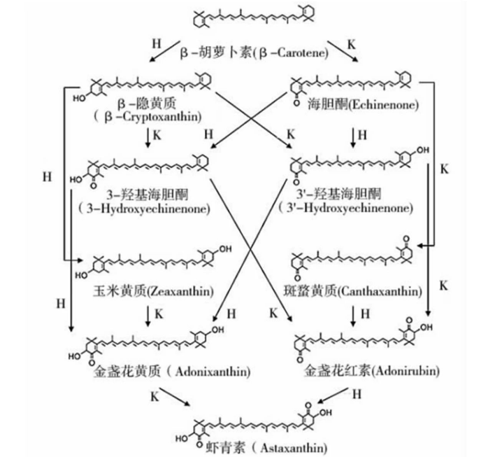 艾詩特蝦青素